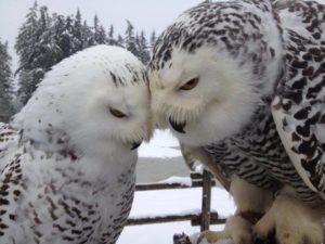 baby owl love.jpg