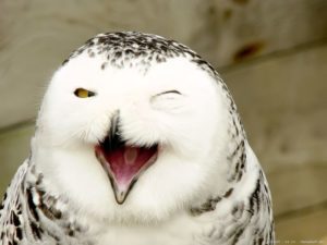 3630269594_6c9ff897af_b.jpg