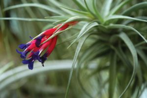 Tillandsia-aeranthos.jpg