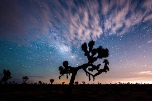 joshua.tree.2.jpg
